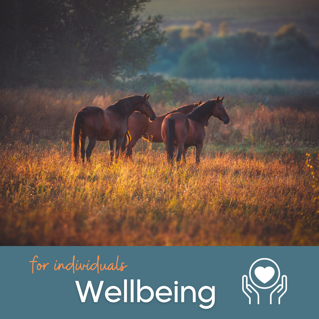 Coaching met paarden